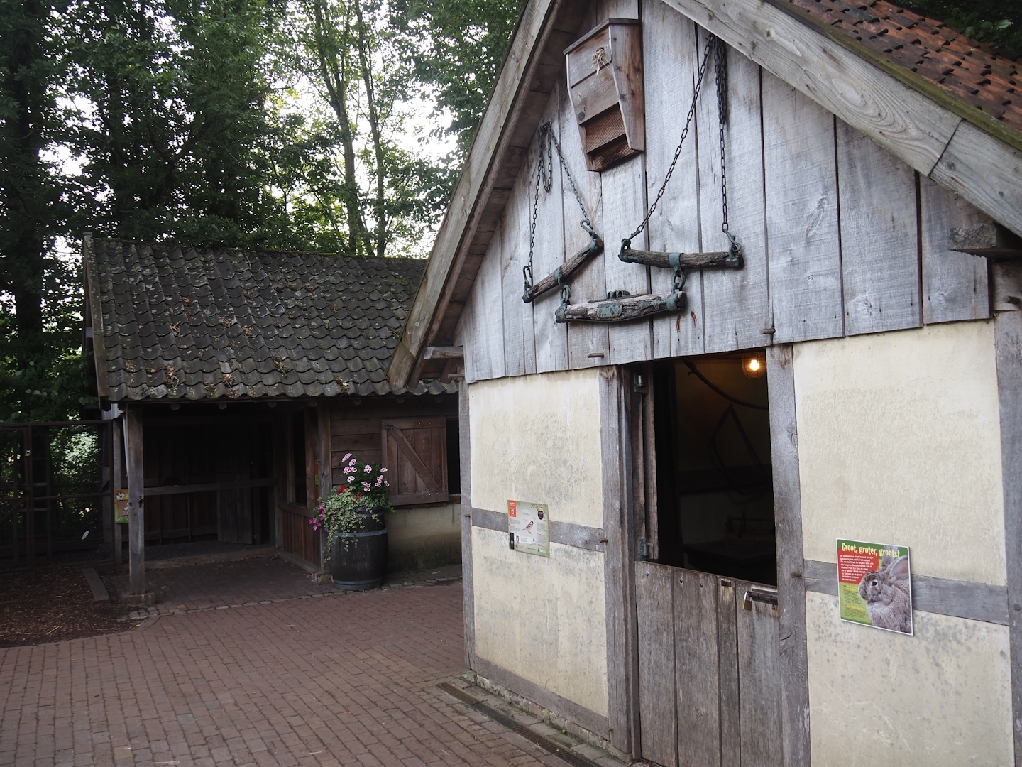 Flemish giant rabbit and Mergelland chicken and Old Dutch gull pigeon barns, 2024-08-21