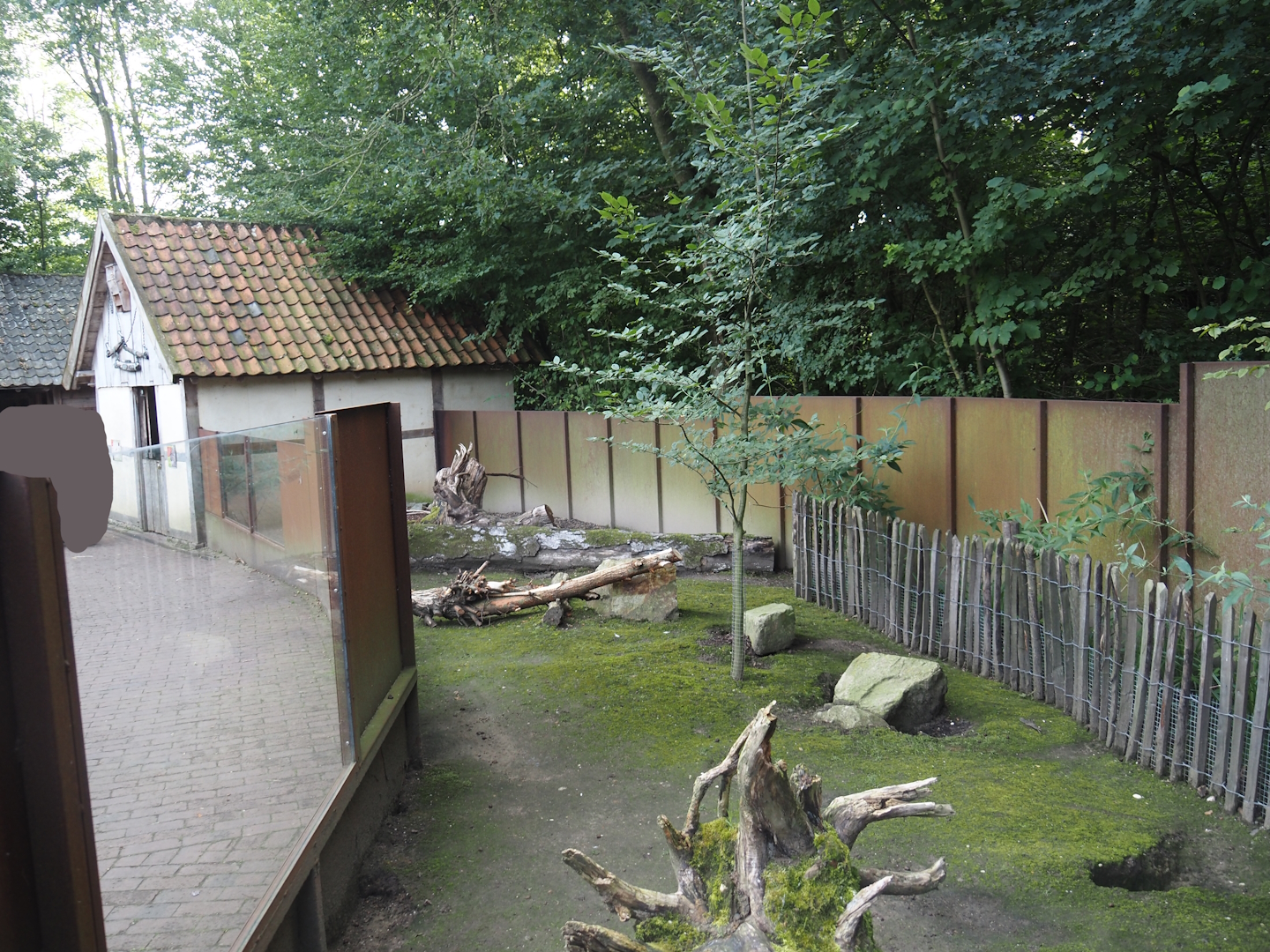 Flemish giant rabbit exhibit, 2024-08-21