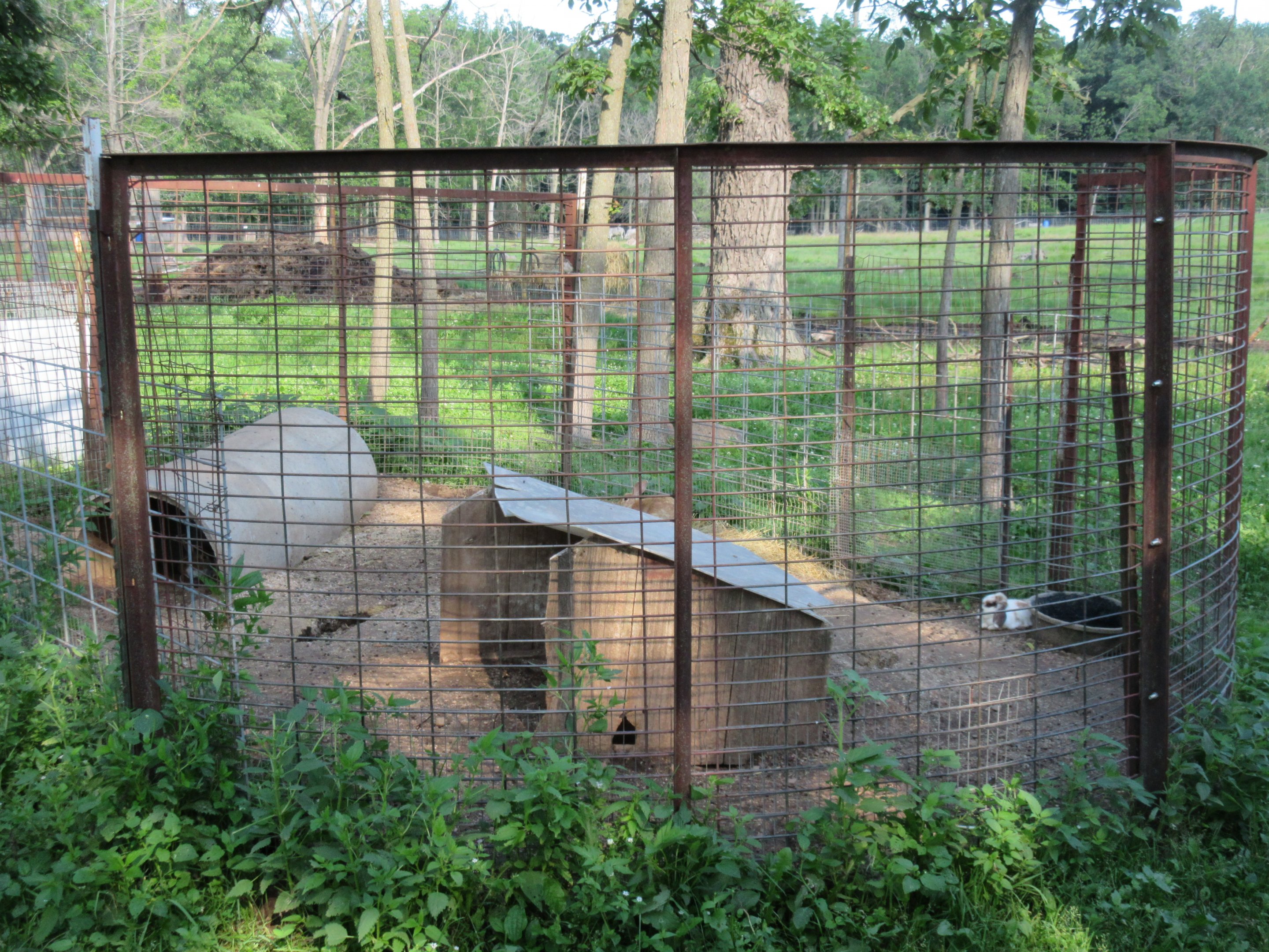 Flemish Giant Rabbit Exhibit