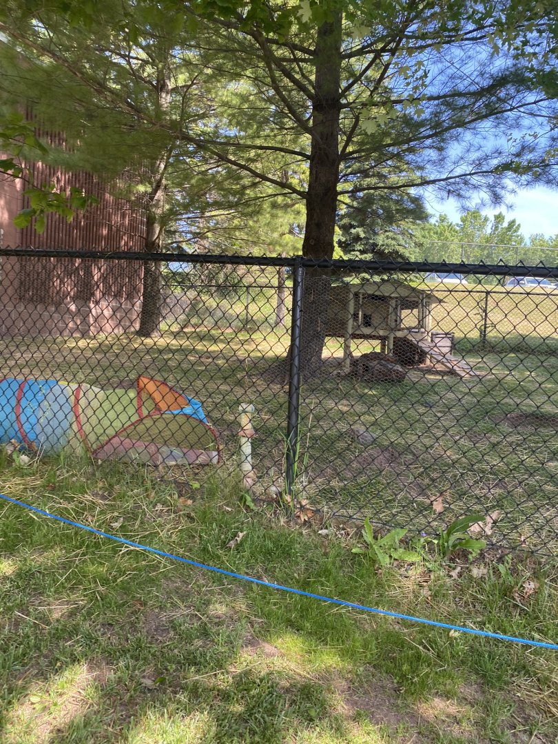 Flemish giant rabbit exhibit