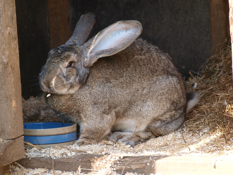 Flemish giant rabbit (May 2nd, 2015)