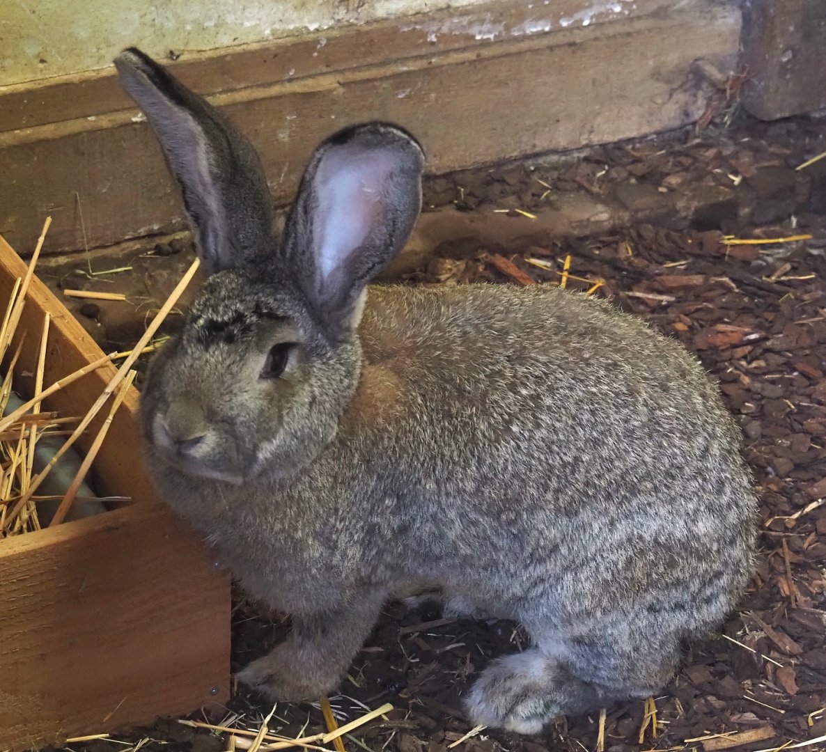 Flemish giant rabbit (Oryctolagus cuniculus domesticus), 2024-08-21