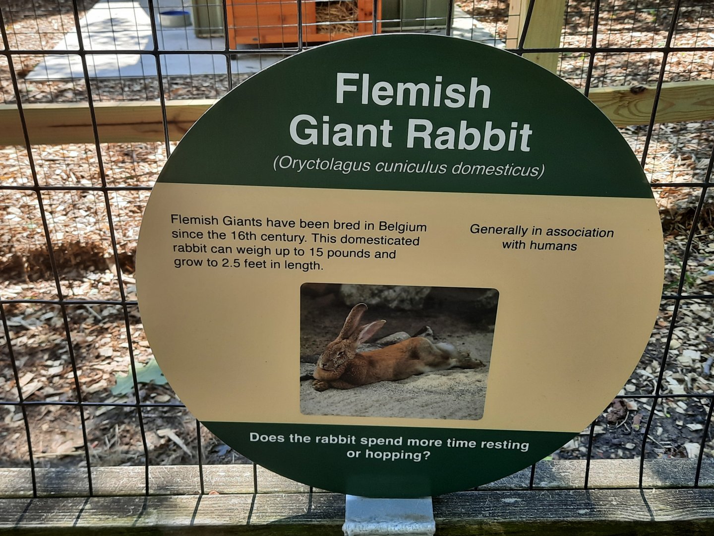 Flemish Giant Rabbit sign