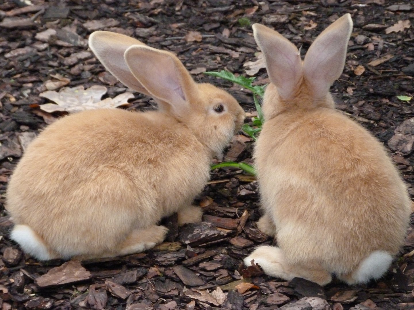 Flemish giant rabbit -Tierpark Berlin (2024)