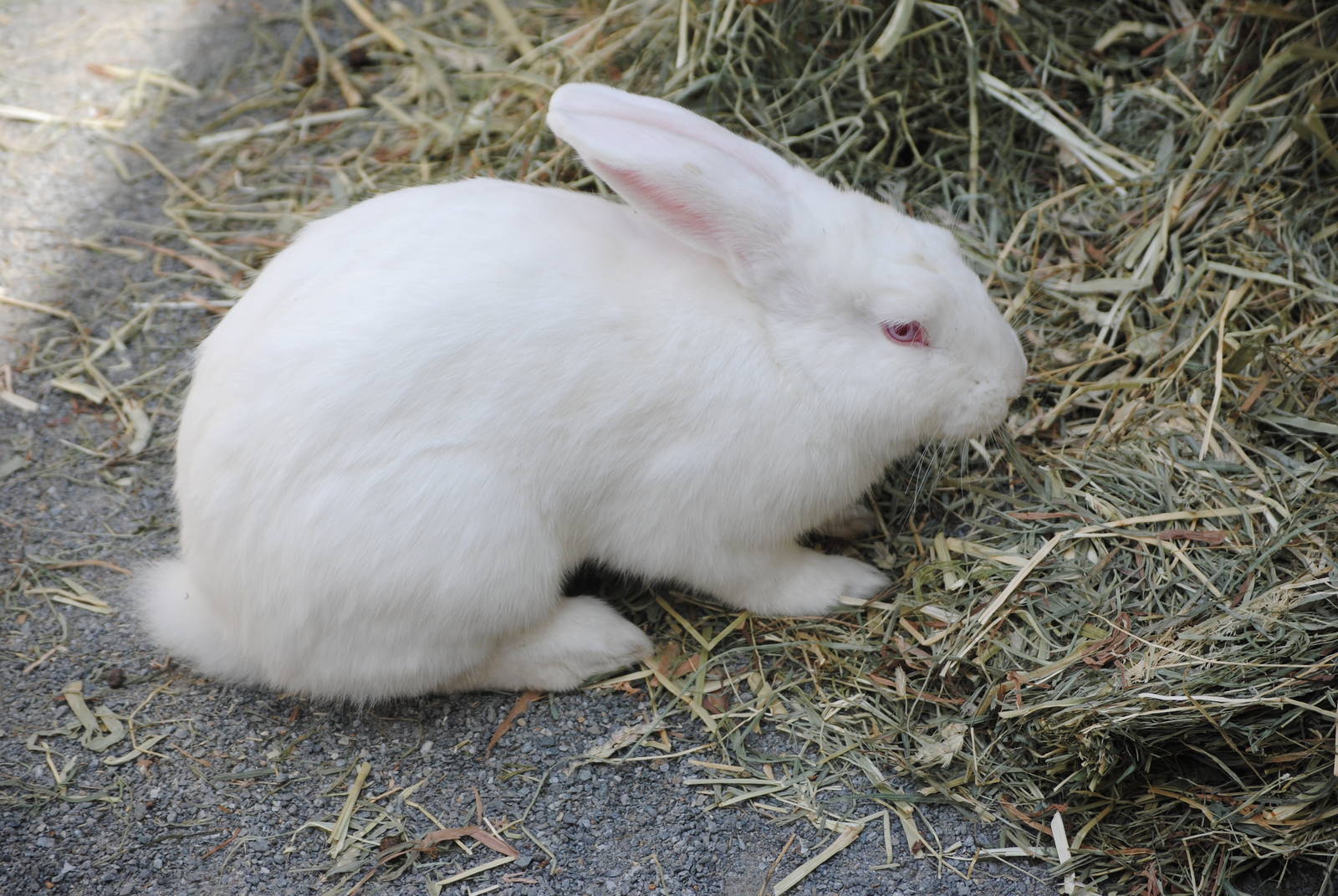 Flemish Giant Rabbit