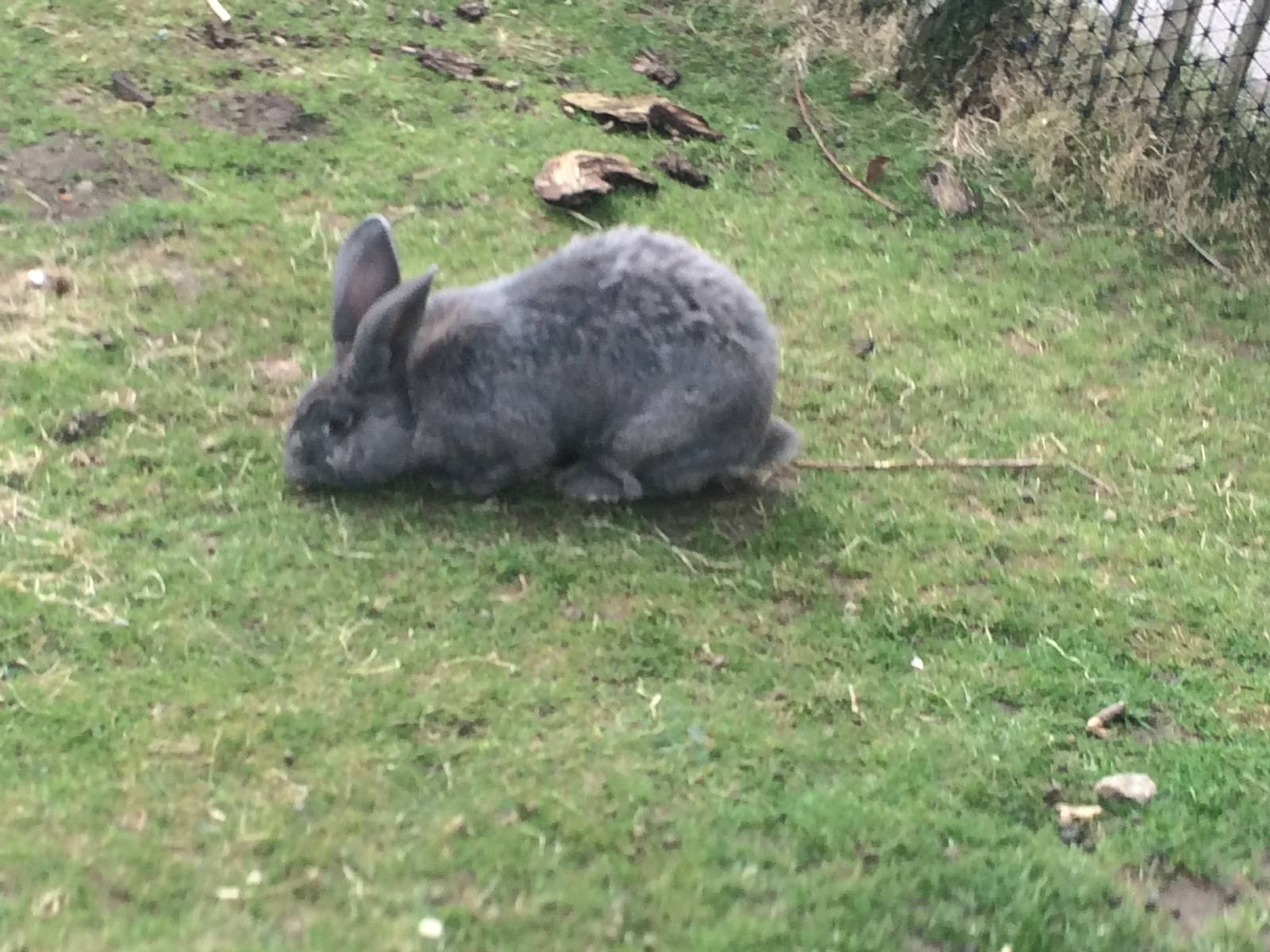 Flemish Giant Rabbit
