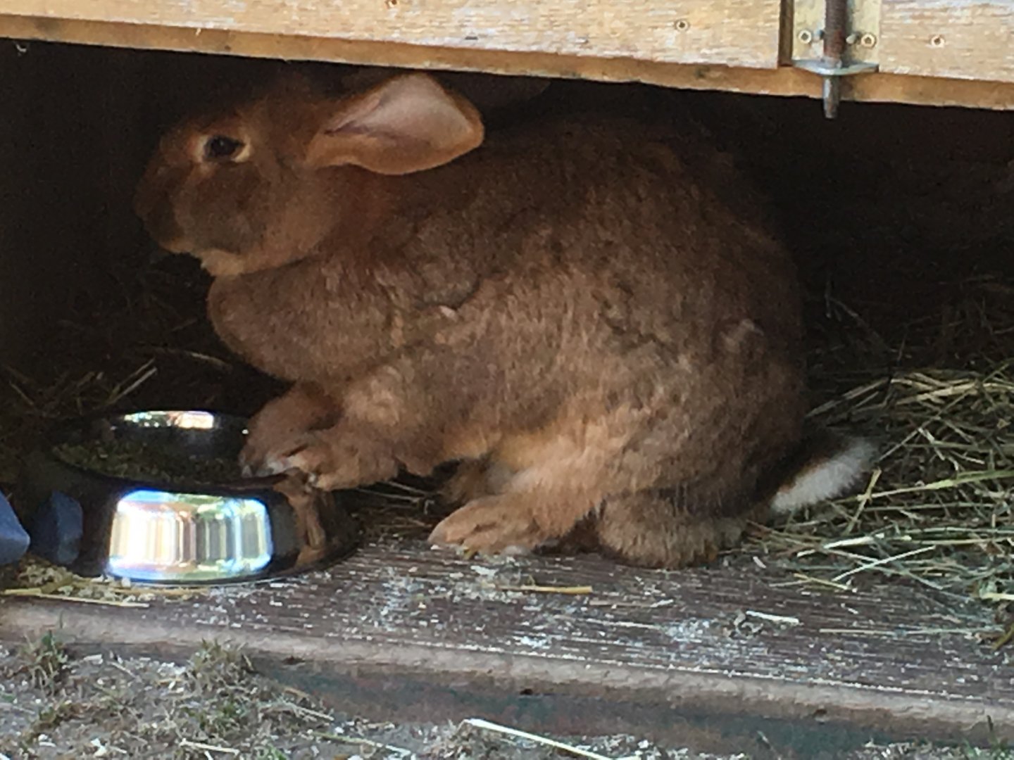 Flemish Giant Rabbit