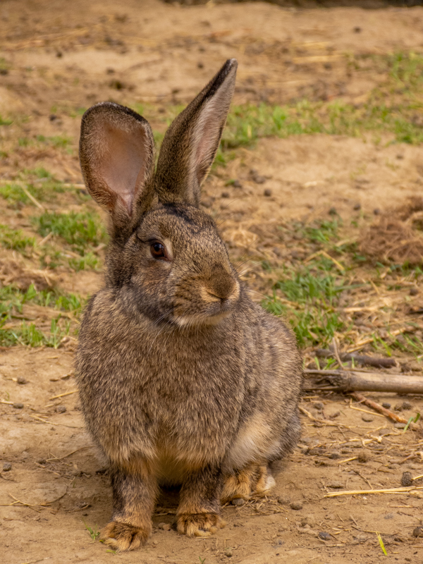 Flemish Giant rabbit