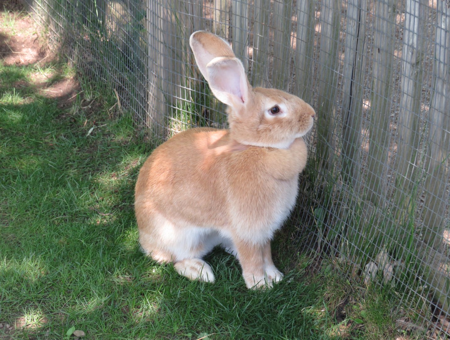 Flemish Giant rabbit