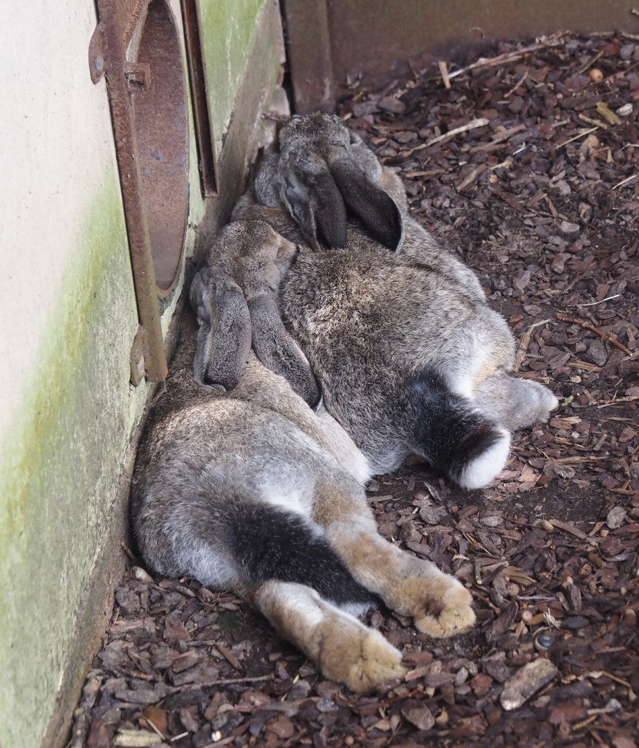 Flemish giant rabbits (Oryctolagus cuniculus domesticus), 2024-08-21
