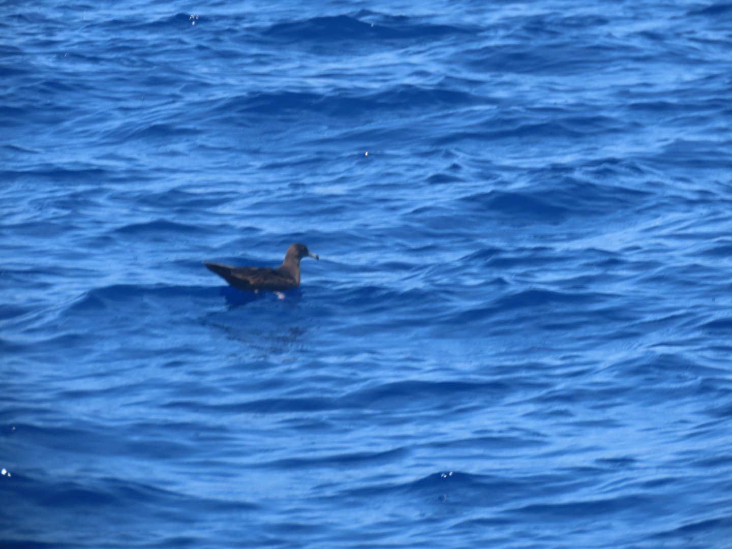 flesh footed shearwater 1
