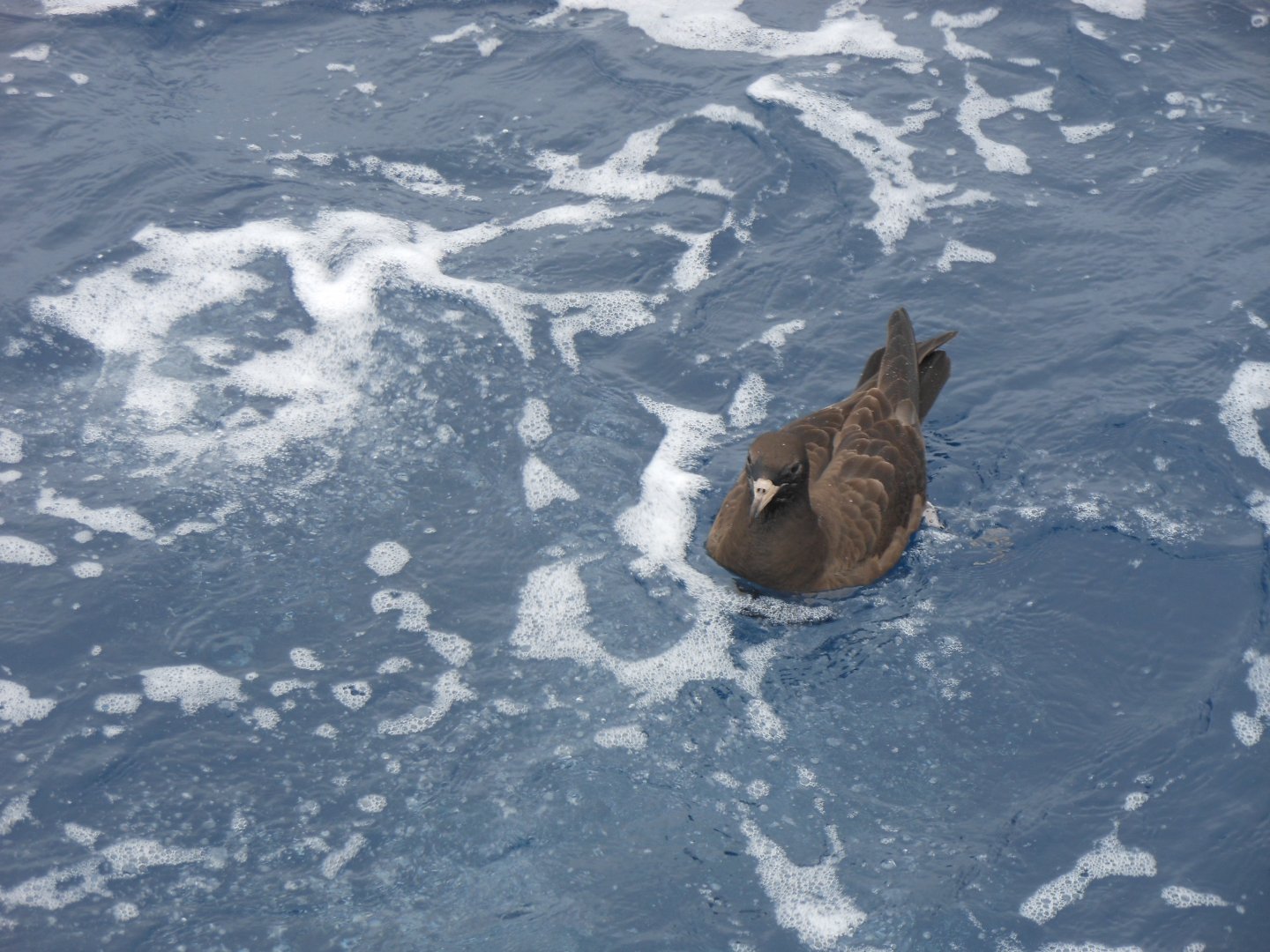 Flesh-footed Shearwater (Ardenna carneipes)