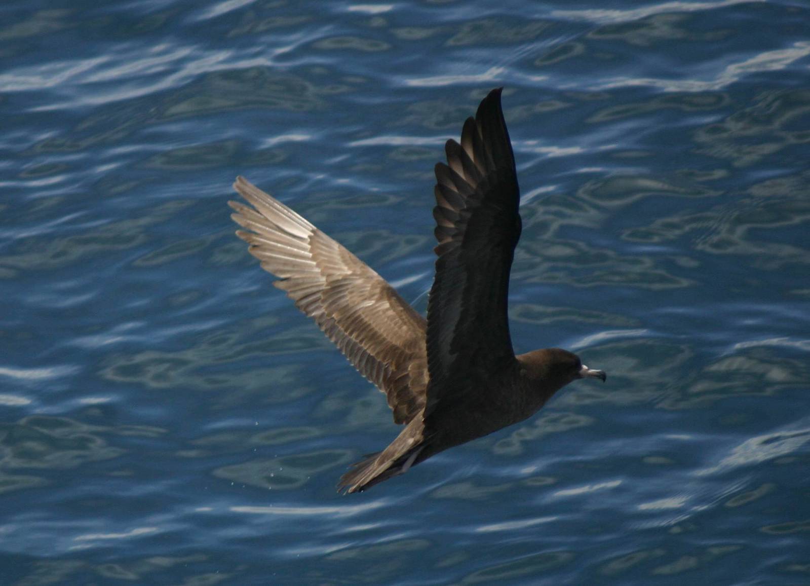 Flesh-footed Shearwater - Hauraki Gulf 2010