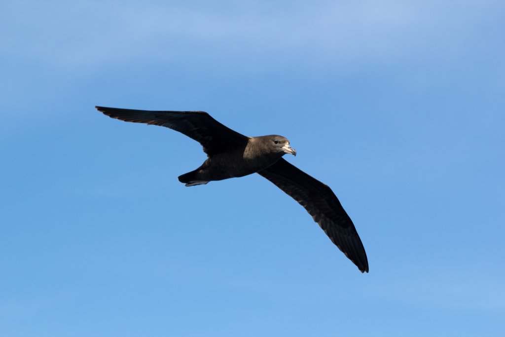 Flesh-footed Shearwater (Puffinis carneipes)