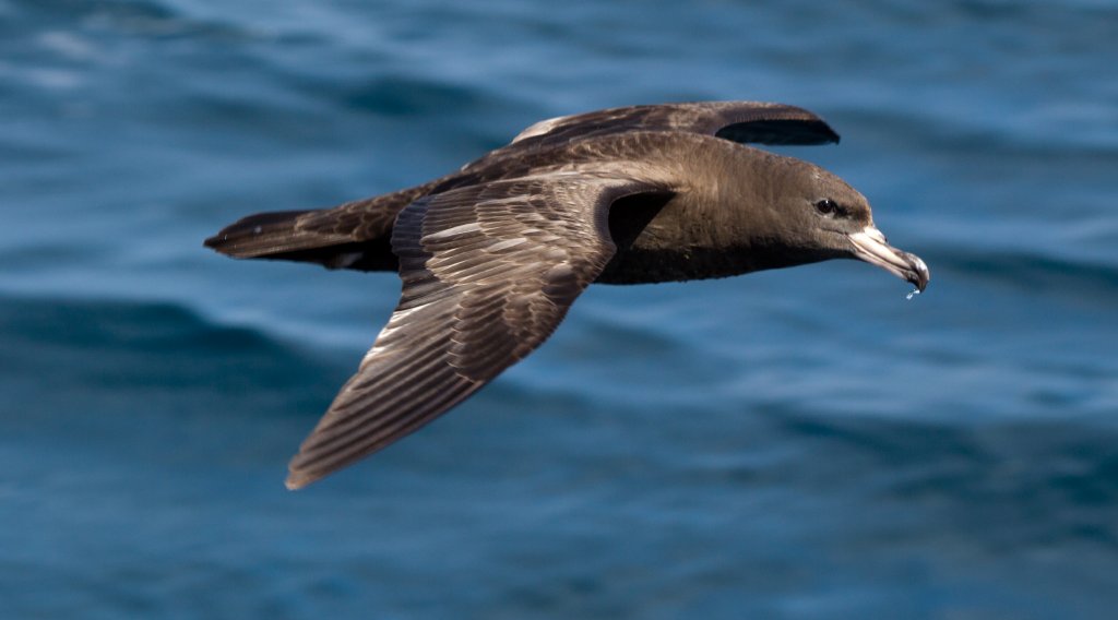 Flesh-footed Shearwater (Puffinis carneipes)