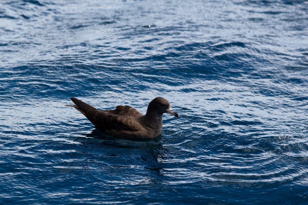 Flesh-footed Shearwater (Puffinis carneipes)
