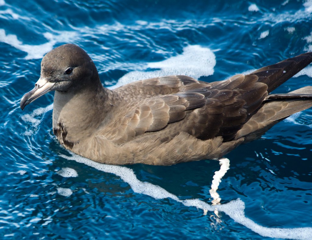 Flesh-footed Shearwater (Puffinis carneipes)