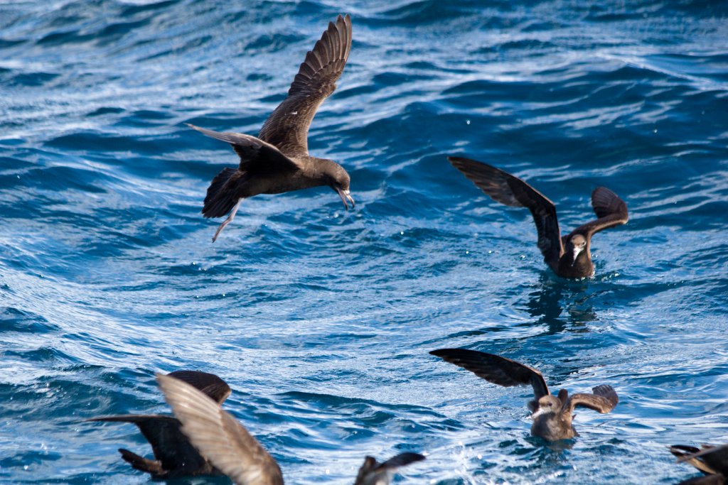 Flesh-footed Shearwater (Puffinis carneipes)
