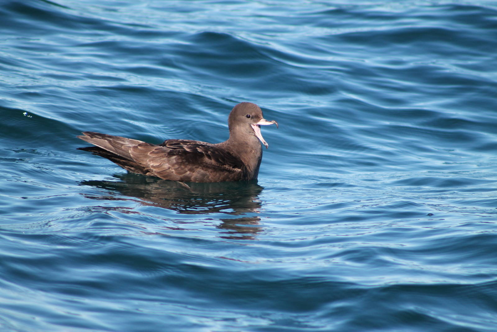 Flesh-footed shearwater (Puffinus carneipes)