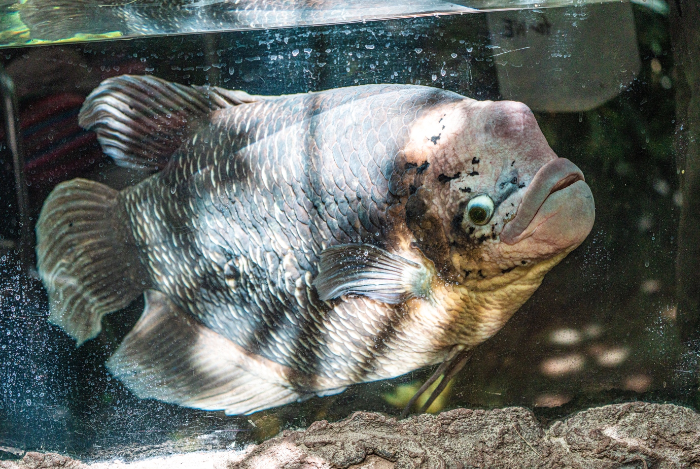 Flesh the male Jumbo Gourami