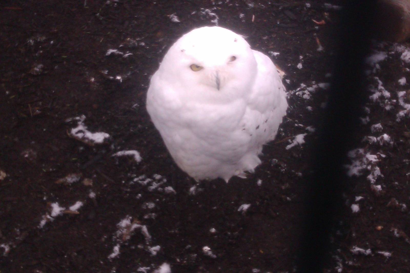 Fleury The SNowy Owl