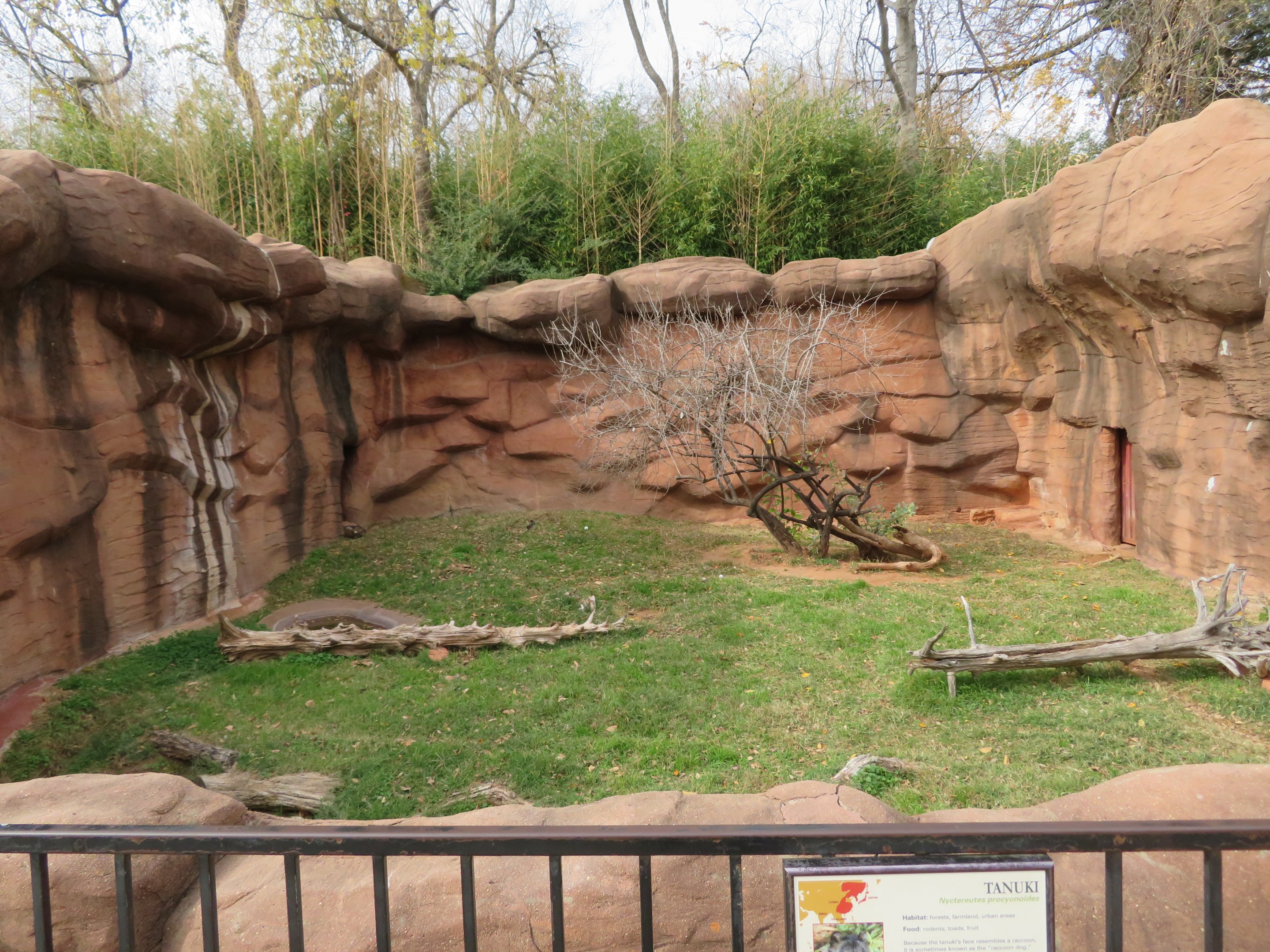 Flex Exhibit for Raccoon Dog