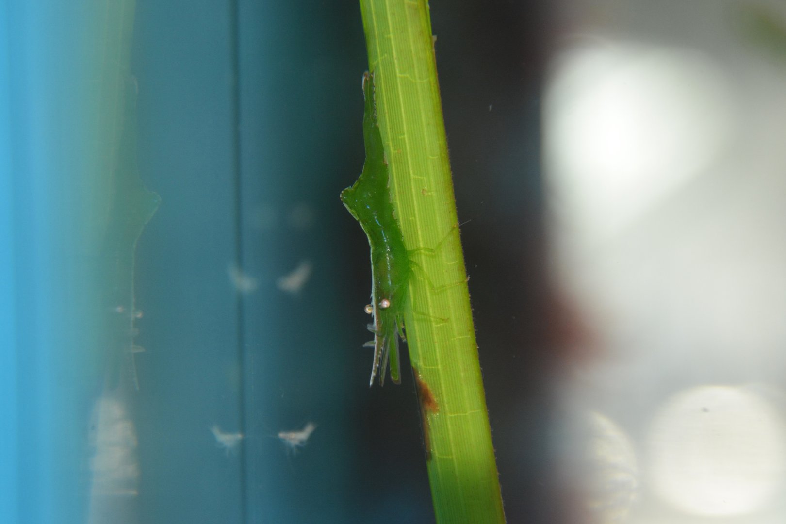 Flexed shrimp (Heptacarpus geniculatus)