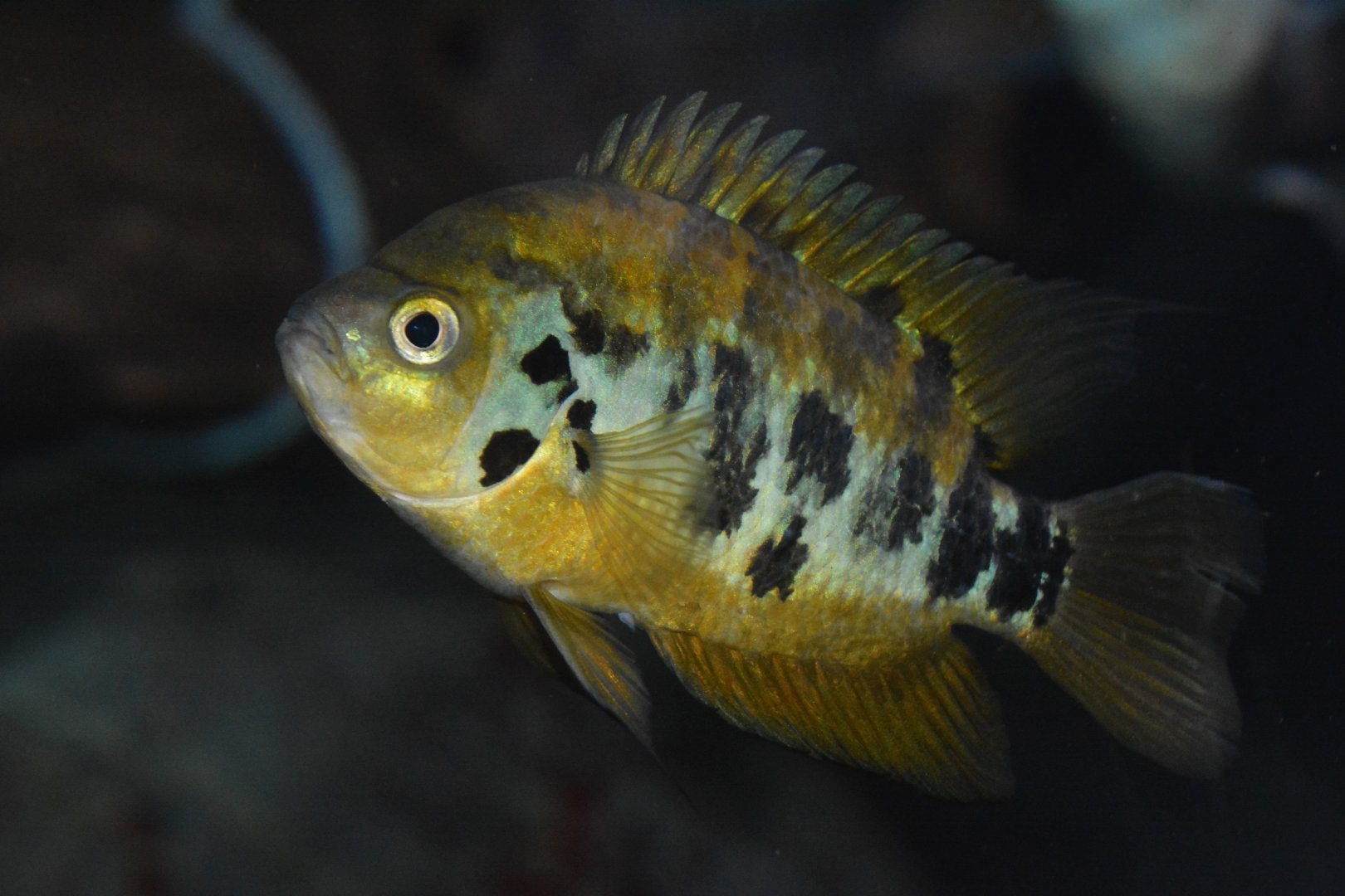 Flier cichlid (Archocentrus centrarchus)