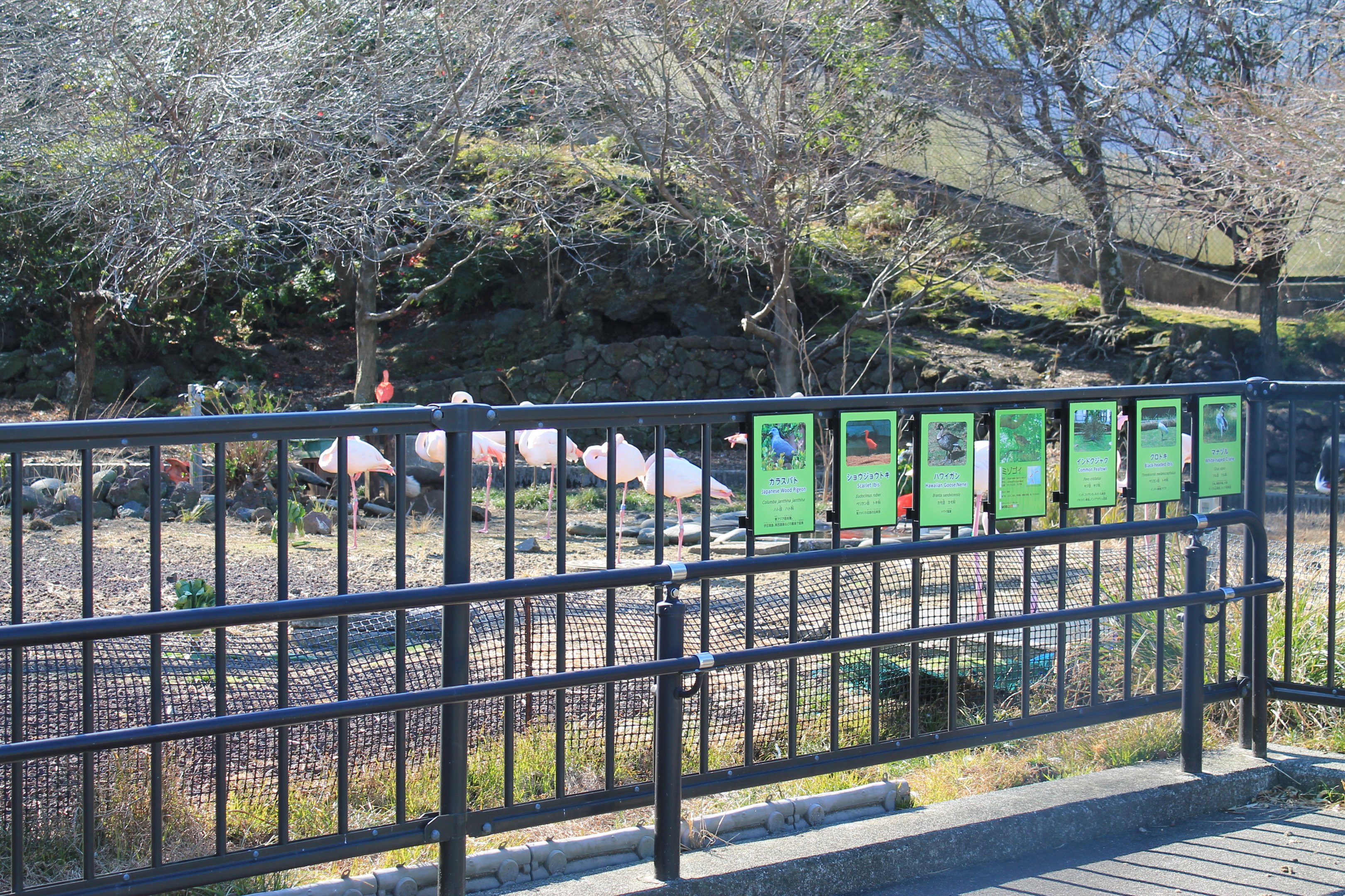 Flight Aviary interior - Oshima Park Zoo