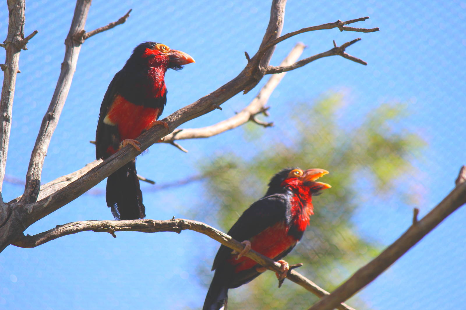 Flight Connection Aviary - Bearded Barbet