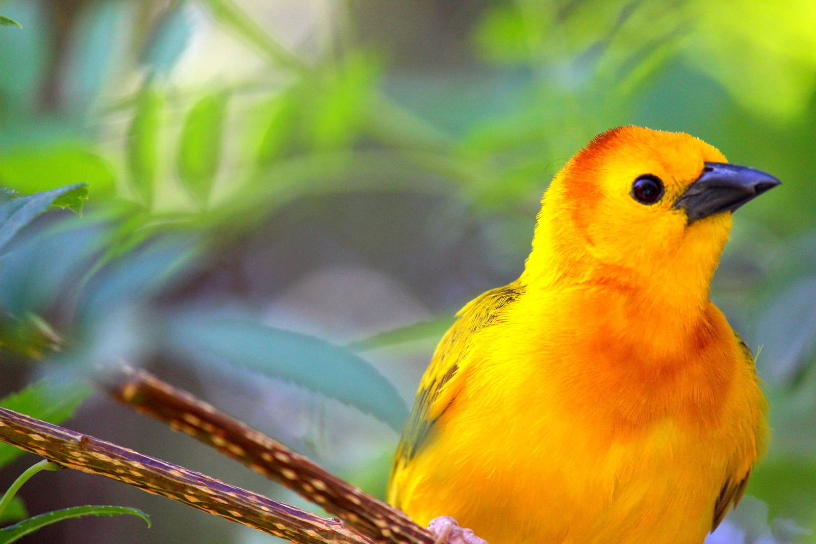 Flight Connection Aviary - Taveta Golden Weaver