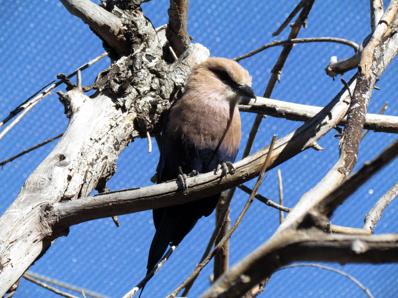 Flight Connection - Blue-bellied Roller