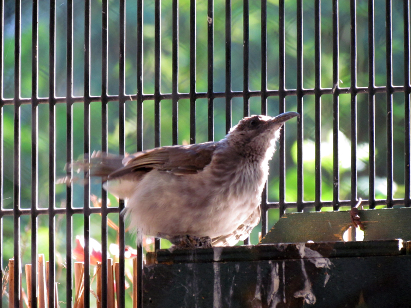 Flight Connection - Moluccan Friarbird