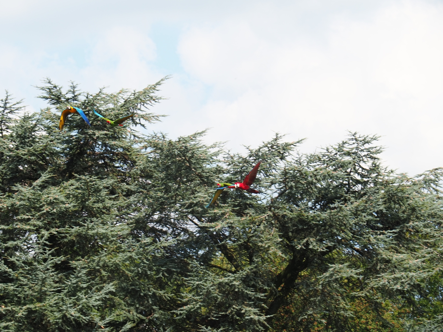 Flight of the macaws (Sep 2nd, 2018)