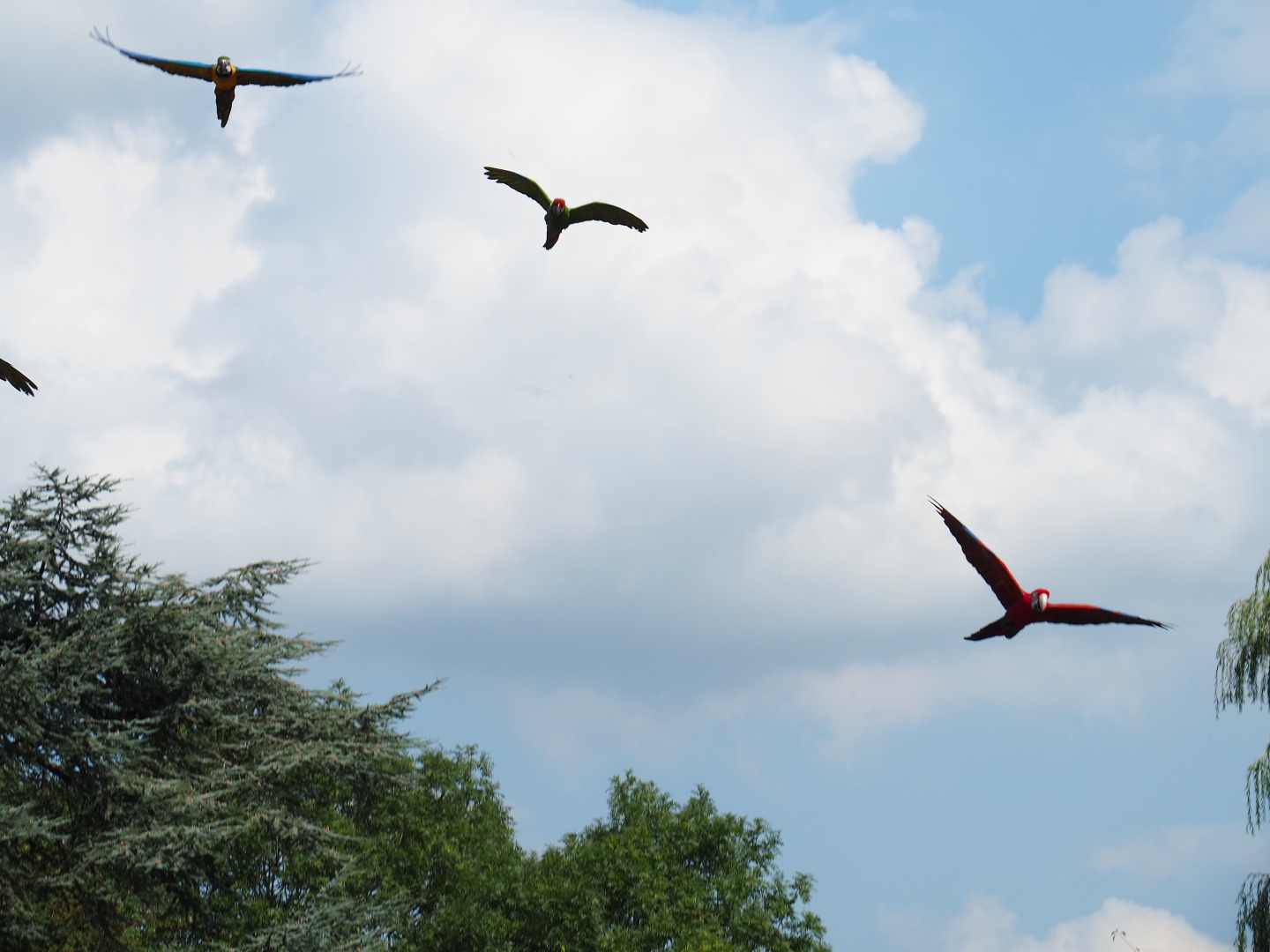 Flight of the macaws (Sep 2nd, 2018)