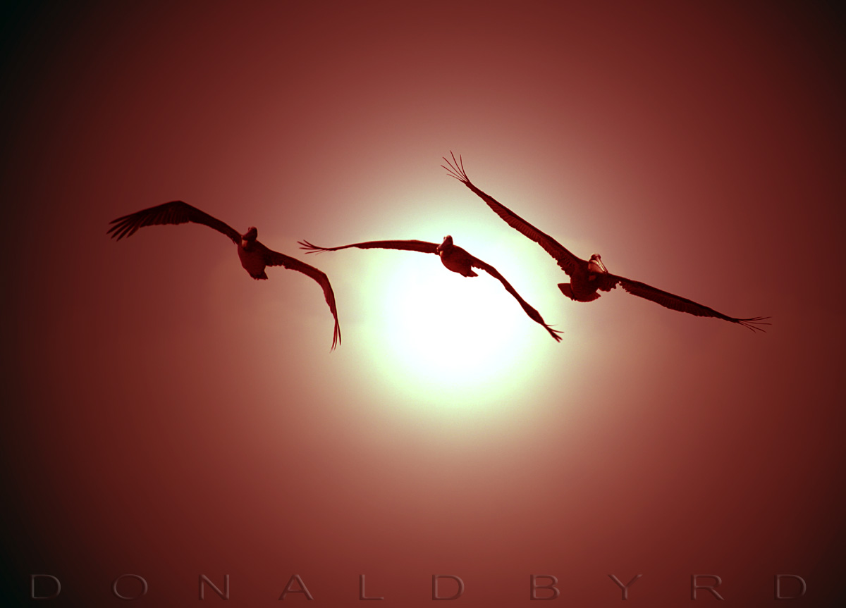 Flight of the Pelican