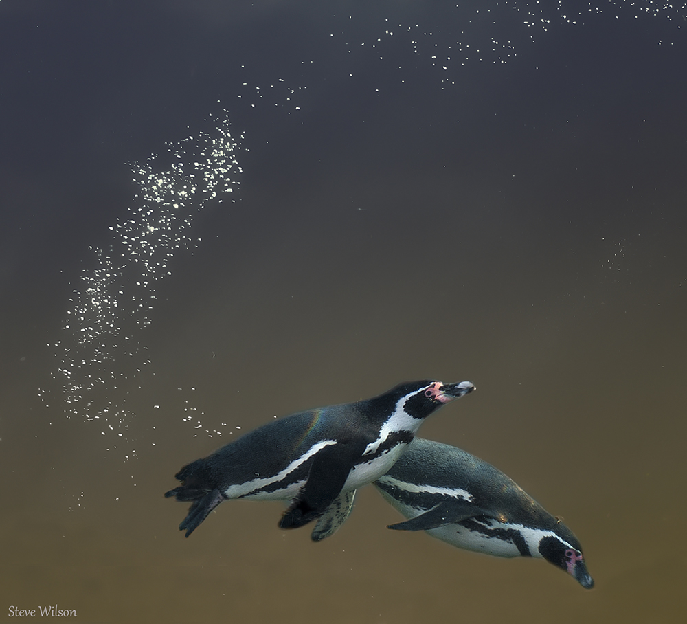 Flight of the Penguins