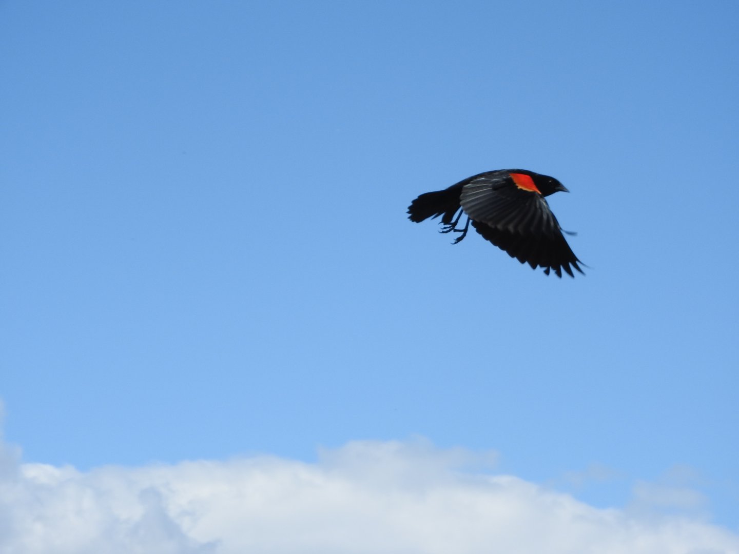 Flight of the Red-wing