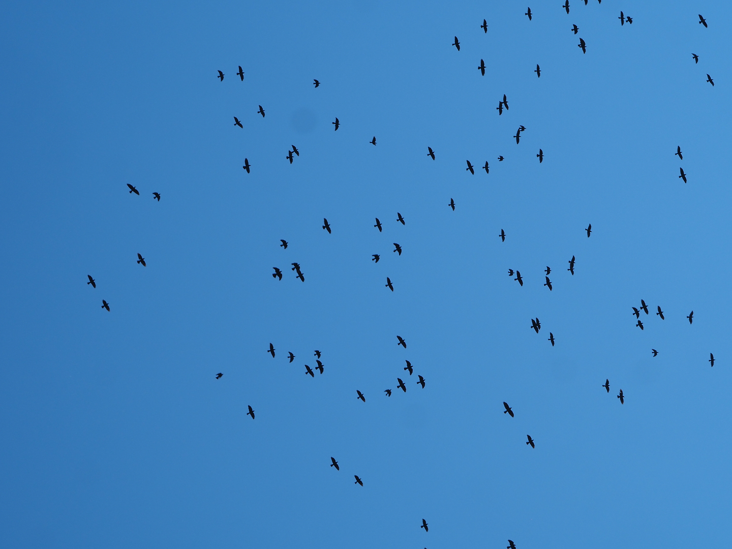 Flight of wild Western jackdaws (Coloeus monedula), 2022-03-08
