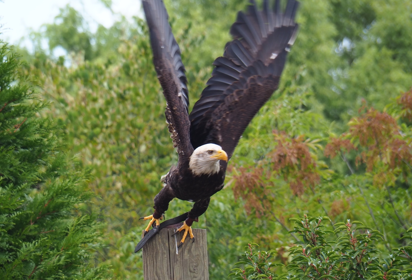 Flight show Bald eagle (Haliaeetus leucocephalus), Sep 2nd, 2018