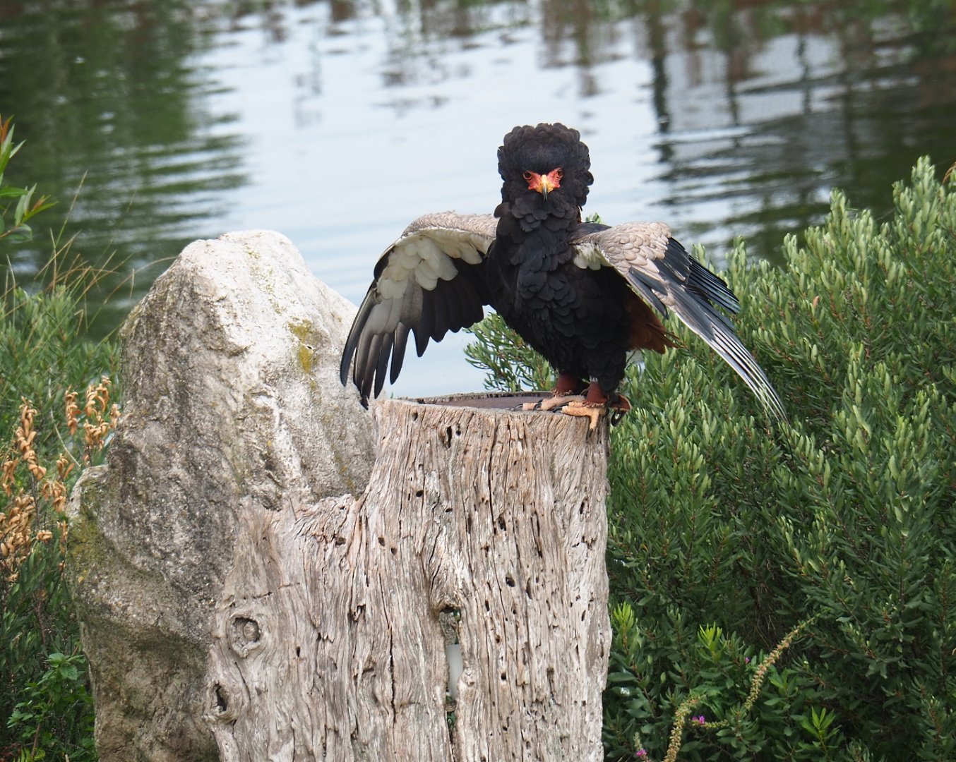 Flight show Bateleur (Terathopius ecaudatus), Sep 2nd, 2018