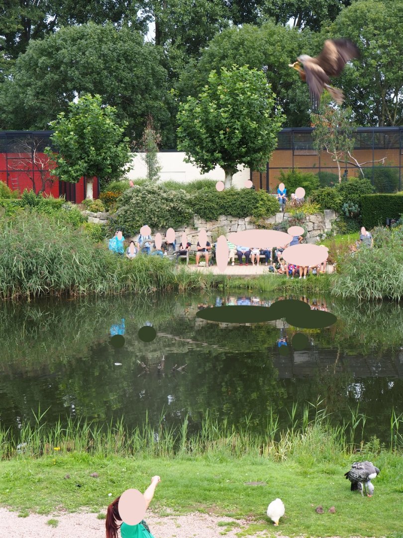 Flight show common black kite (Milvus migrans migrans) catching food in flight (Sep 2nd, 2018)