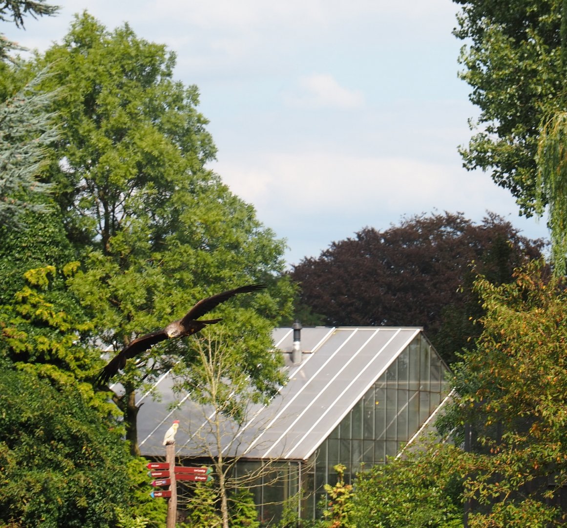 Flight show common black kite (Milvus migrans migrans) flying (Sep 2nd, 2018)