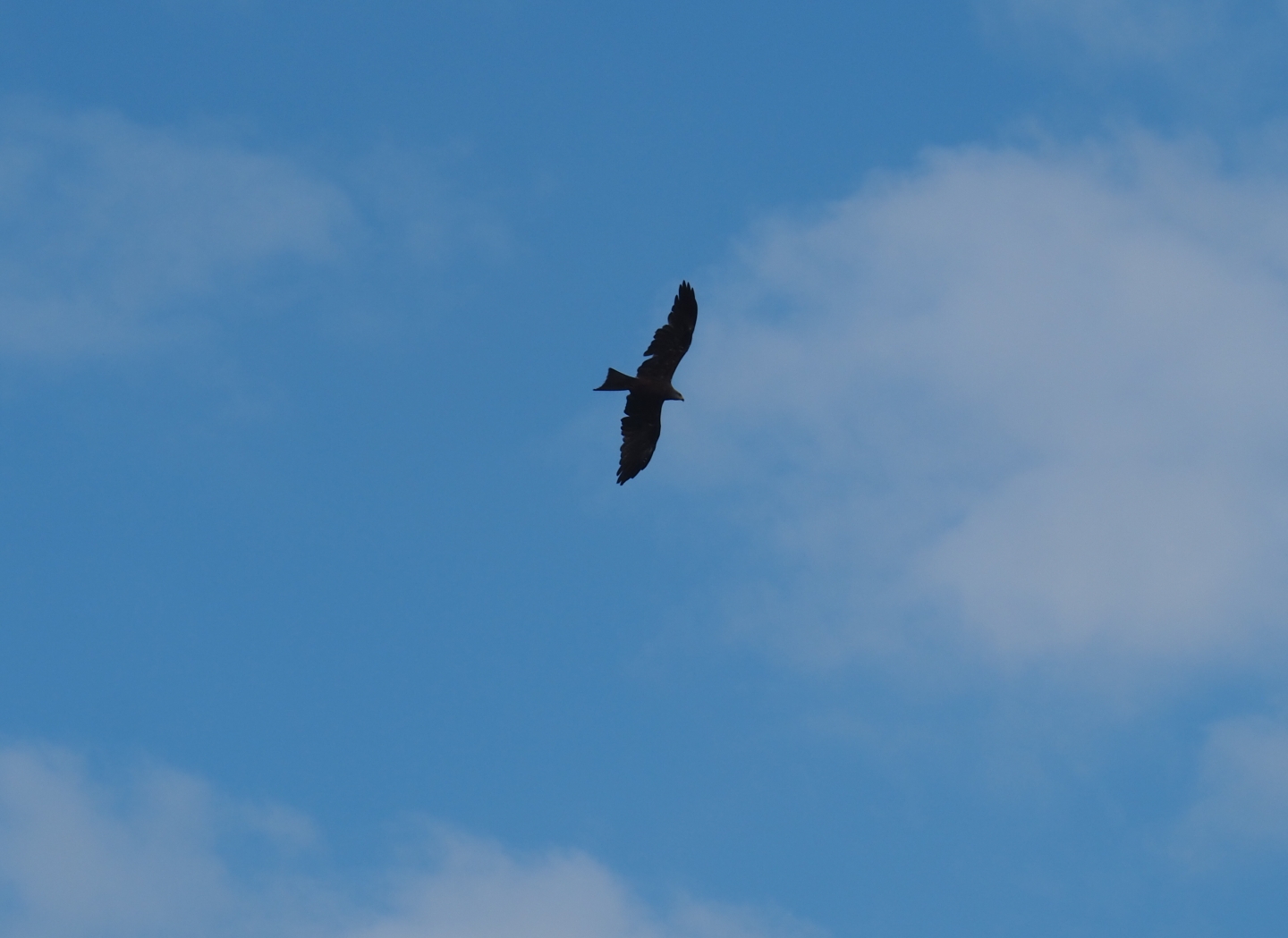 Flight show Common black kite (Milvus migrans migrans) flying (Sep 2nd, 2018)