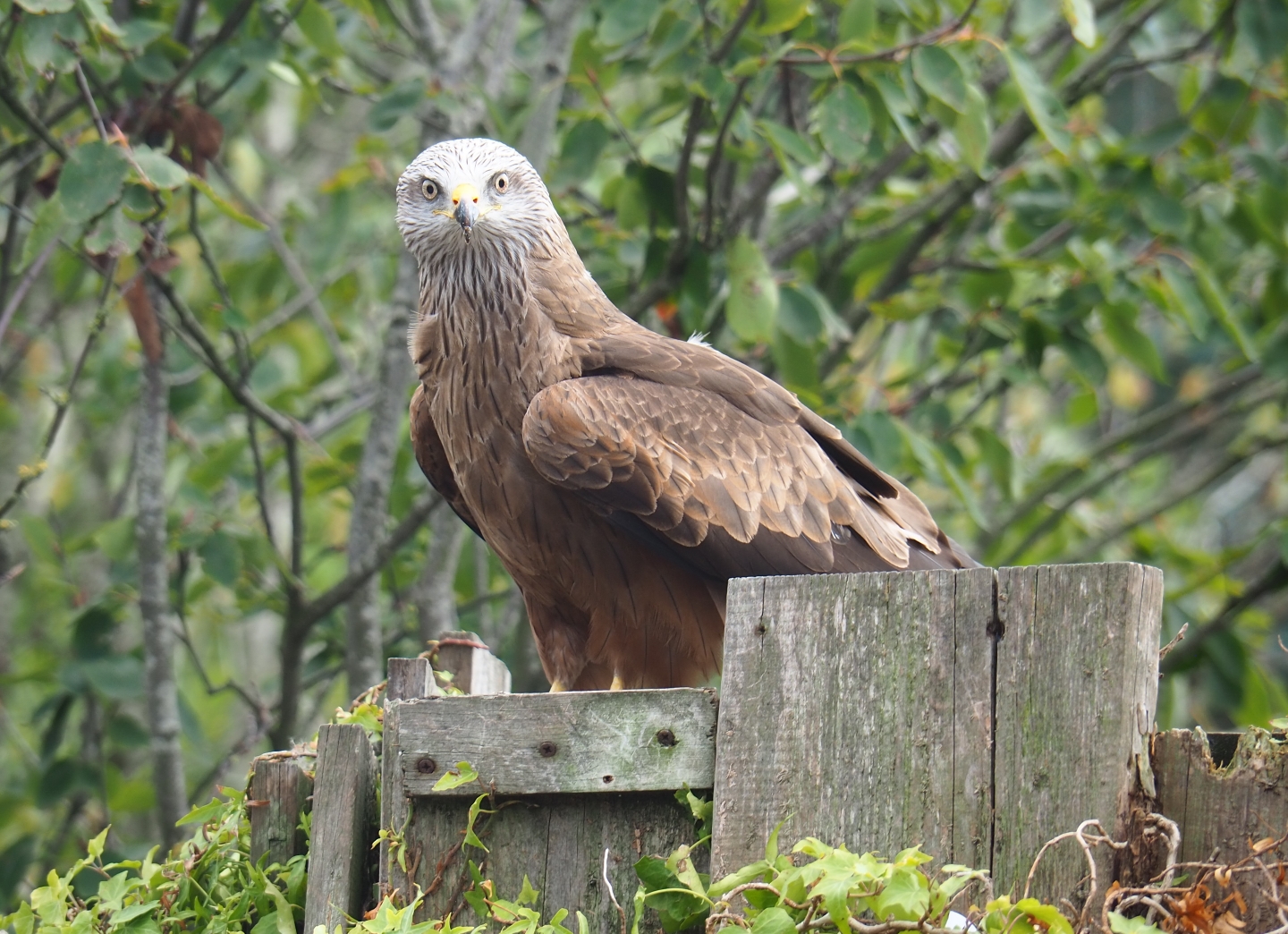 Flight show Common black kite (Milvus migrans migrans), Sep 2nd, 2018