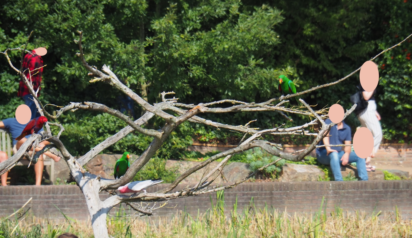 Flight show eclectus parrots (Eclectus roratus) and galah (Eolophus roseicapilla), Sep 2nd, 2018