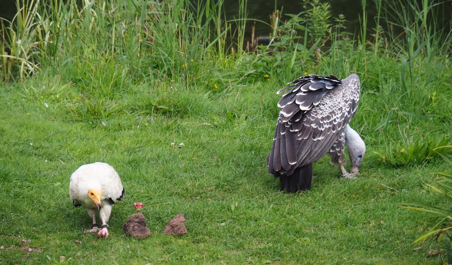 Flight show Egyptian vulture (Neophron percnopterus) and Rüppell's vulture (Gyps rueppelli rueppelli) eating cow skull (Sep 2nd, 2018)