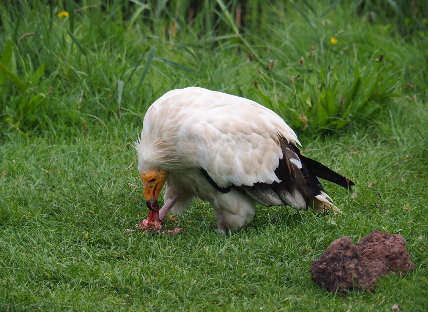 Flight show Egyptian vulture (Neophron percnopterus) eating cow skull (Sep 2nd, 2018)