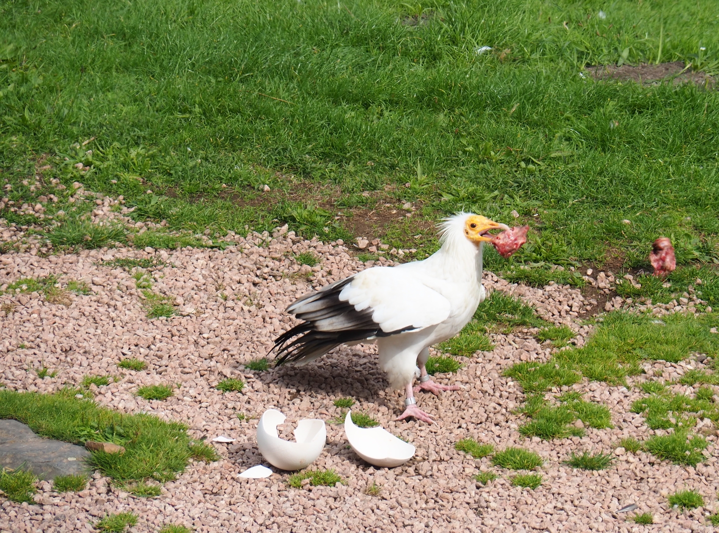 Flight show Egyptian vulture (Neophron percnopterus) with fake ostrich egg and reward (Sep 2nd, 2018)