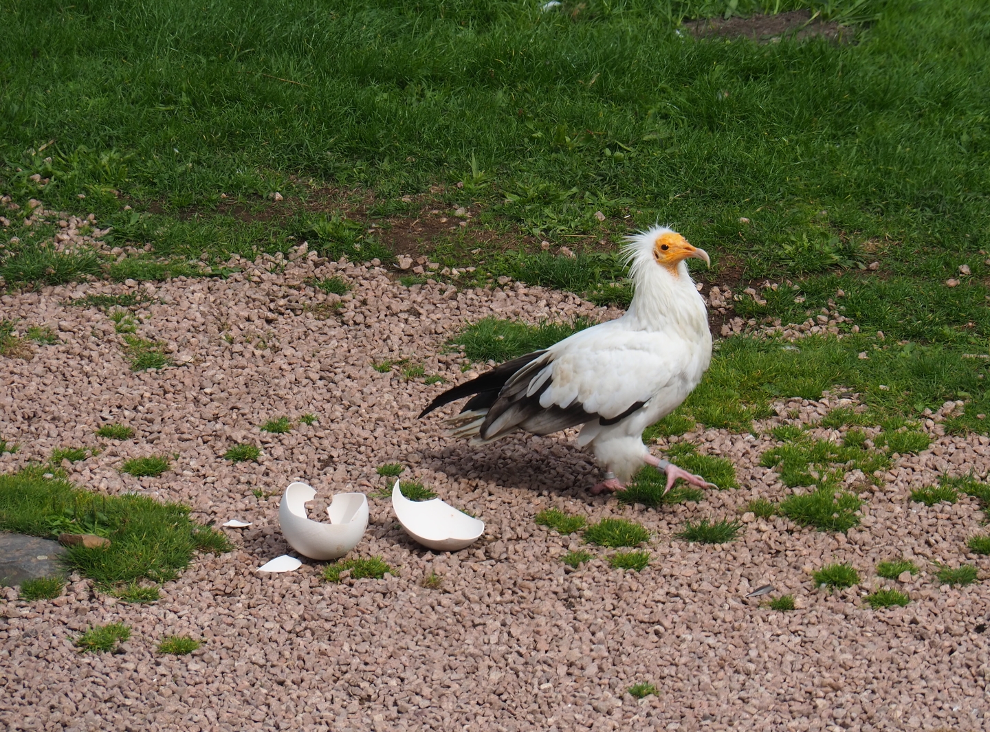 Flight show Egyptian vulture (Neophron percnopterus) with fake ostrich egg (Sep 2nd, 2018)